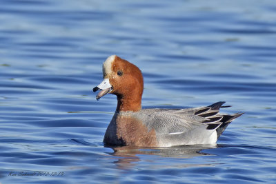 Eurasian Wigeon,male calling