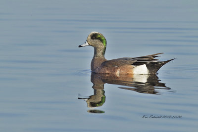 American Wigeon