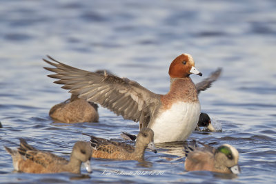 Eurasian Wigeon