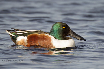 Northern Shoveler