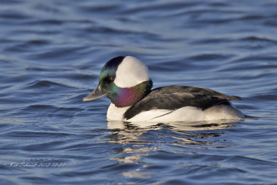 Bufflehead,male