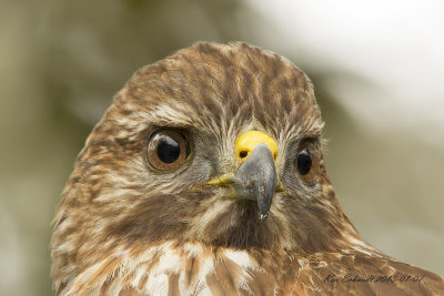 Red-shouldered Hawk, in my back yard.