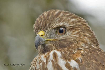 Red-shouldered Hawk, in my back yard.