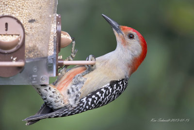 Red-bellied Woodpecker, showing it's red belly.