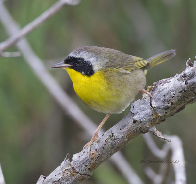 Common Yellowthroat