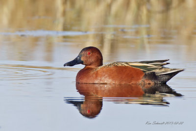 Cinnamon Teal 