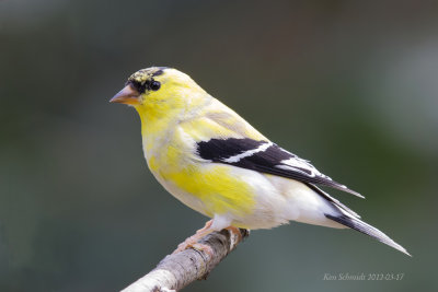 American Goldfinch, nice to see them turning bright yellow