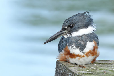 female Belted Kingfisher