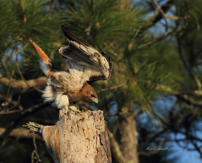 Red-tailed Hawk
