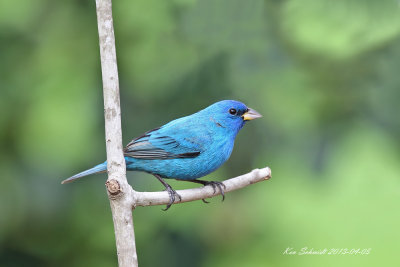 Indigo Bunting
