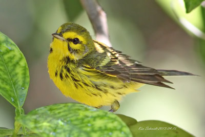 Prairie Warbler