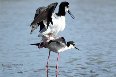 Black-necked Stilts