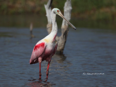 Roseate Spoonbil