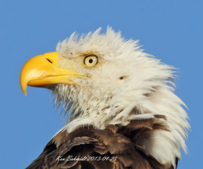Bald Eagle , taken in Florida in the wild.