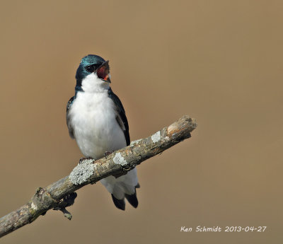Tree Swallow singing