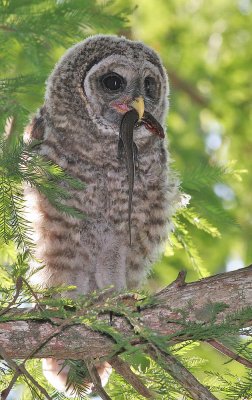 Barred Owl,baby