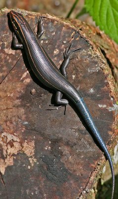 5-line Skink,Saddle Creek ,09-04-2006