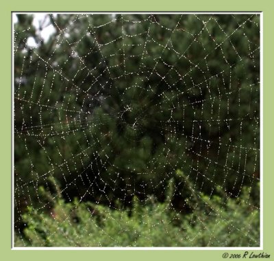 Spider Web after Rain Shower