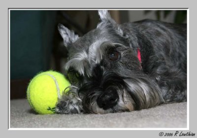 Terra guarding her tennis ball