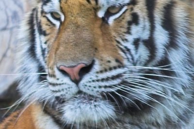 Tiger at 100% crop