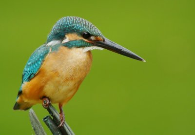 kingfisher_2012_typ