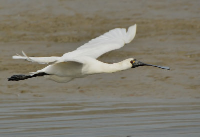 DSC_2478aAa.jpg