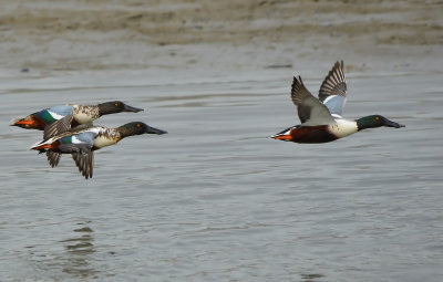 DSC_2561aAa.jpg