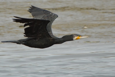 DSC_2612aAa.jpg