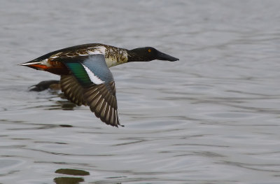 DSC_2678aAa.jpg