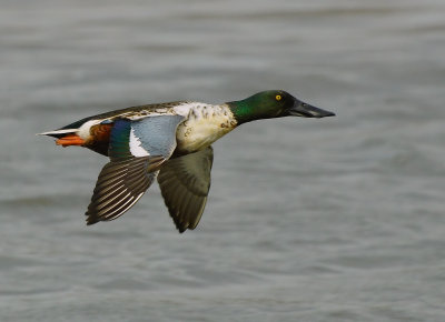 DSC_2758aAa.jpg