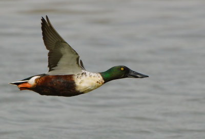 DSC_2759aAa.jpg