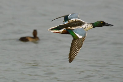DSC_2761aAa.jpg