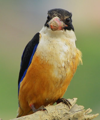 DSC_5533aaa.jpg