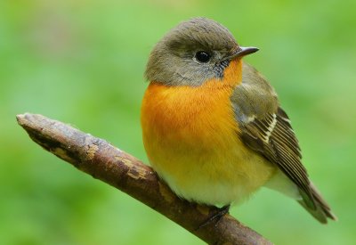 mugimaki_flycatcher_2012