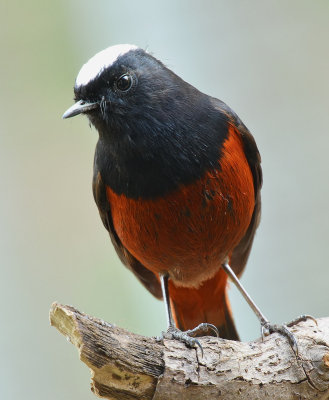 DSC_0313Aaa.jpg