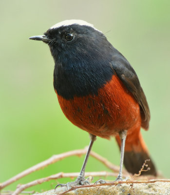 DSC_0534aaa.jpg