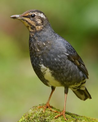 DSC_0889aaa.jpg