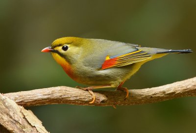 DSC_0368aaa.jpg