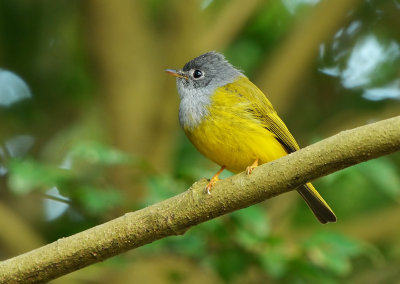 grey_headed_flycatcher