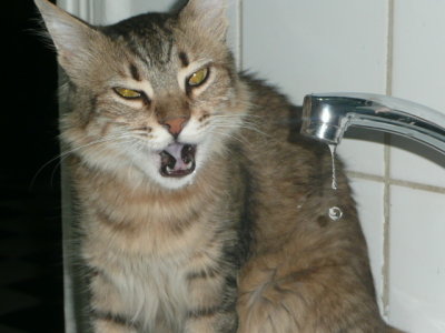 Water's much better from the faucet.