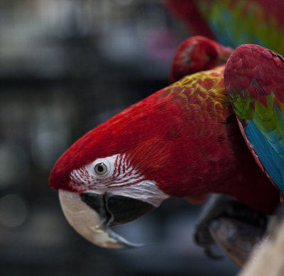parrot_perch