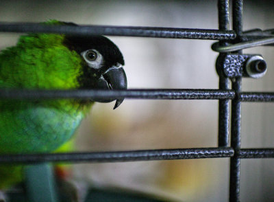 Dolly (Aratinga nenday) -- Nanday Conure -- hatch date: 1996 -- died Summer 2018