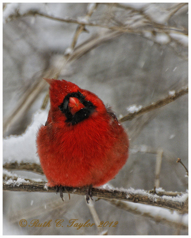 Curious Cardinal