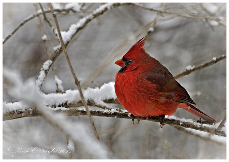 20121229-111_SnowW.jpg