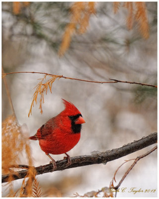 Cardinal in a Winter snow