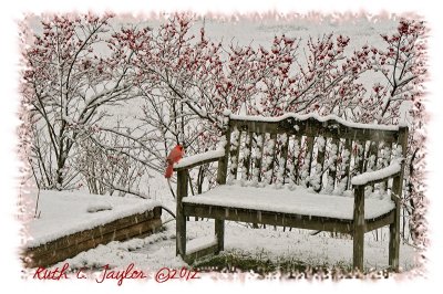 Christmas Holiday Cards