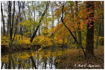 Autumn Hues Along Pine Run Creek