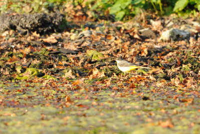 Bergeronnette printanire - Western Yellow Wagtail - Motacilla flava