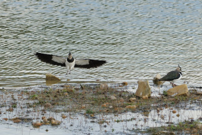 Vanneau hupp - Northern Lapwing - Vanellus vanellus 