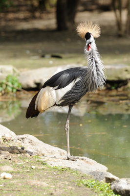 Grue couronne - Black Crowned Crane - Balearica pavonina